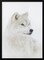 Framed Arctic Wolf Portrait by Jim Cumming - 24x36 Home or Office Wall Art